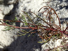 Heliophila macowaniana