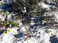 Heliophila macowaniana