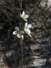 Heliophila macowaniana