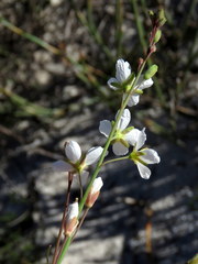Heliophila macowaniana