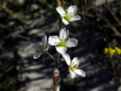 Heliophila macowaniana