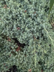 Juniperus horizontalis