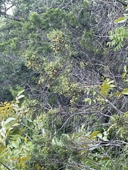 Juniperus pinchotii