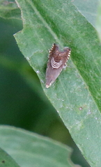 Grapholita tristrigana