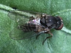 Platypezidae