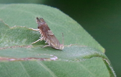 Grapholita tristrigana