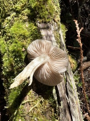 Entoloma