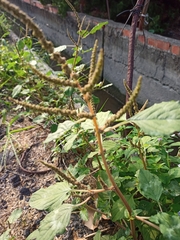 Amaranthus