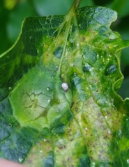 Pachypsylla celtidisvesicula