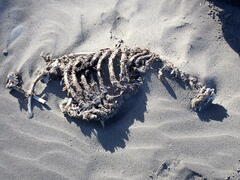 Pelecanus occidentalis