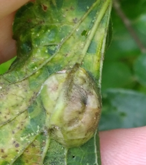 Pachypsylla celtidisvesicula