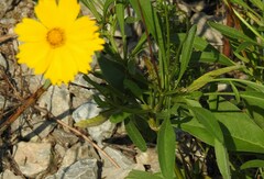 Coreopsis lanceolata