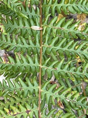 Pteridium aquilinum pubescens