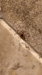 Trachelas tranquillus