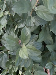 Rhamnus
