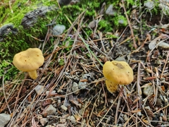 Cantharellus enelensis