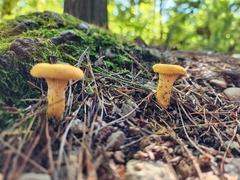 Cantharellus enelensis