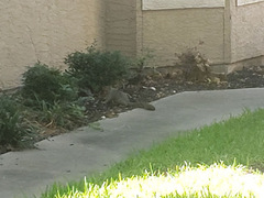 Sciurus niger