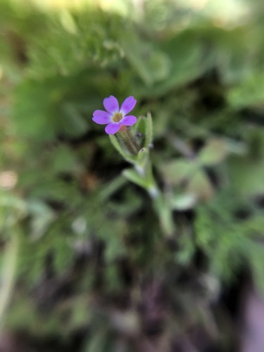 iNaturalist observation photo of slender phlox