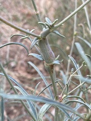 Neolasioptera allioniae