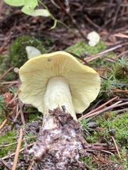 Tricholoma equestre