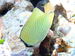 Chaetodon citrinellus