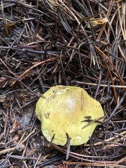 Tricholoma equestre