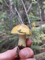 Tricholoma equestre