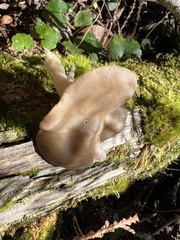 Entoloma
