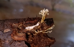 Cordyceps