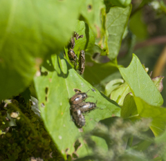 Heterogaster urticae
