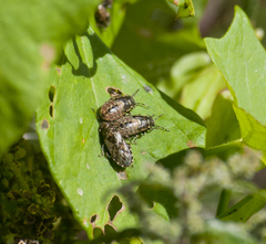 Heterogaster urticae