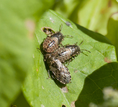 Heterogaster urticae