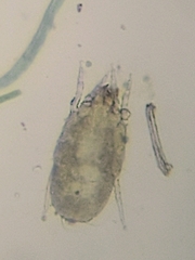 Hydrachnidia