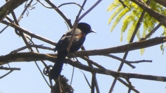 Icterus pyrrhopterus