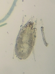 Hydrachnidia