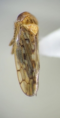 Cicadellidae