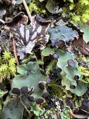 Peltigera venosa