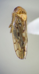 Cicadellidae