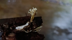 Cordyceps
