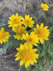Arnica longifolia