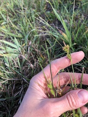 Carex viridula