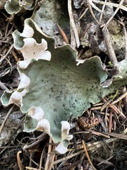 Peltigera venosa