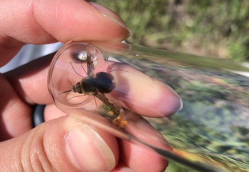 iNaturalist observation photo of Greater Bee Fly