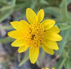 Arnica longifolia