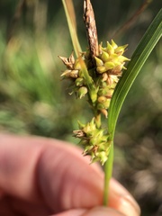 Carex viridula