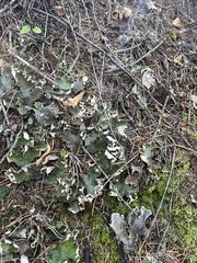 Peltigera venosa