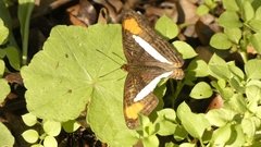 Adelpha