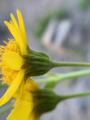 Arnica longifolia