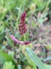 Echinochloa colona